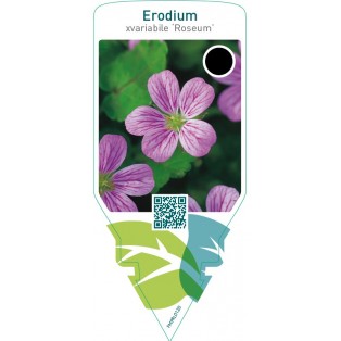 Erodium variabile ‘Roseum’