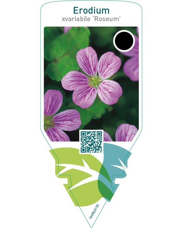 Erodium variabile ‘Roseum’