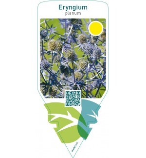 Eryngium planum