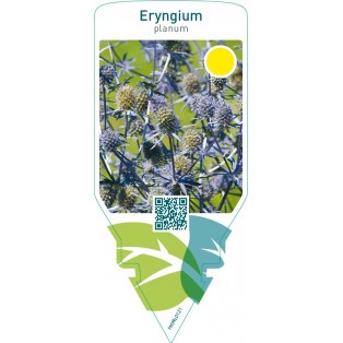 Eryngium planum