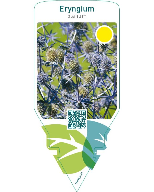 Eryngium planum