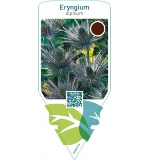 Eryngium alpinum