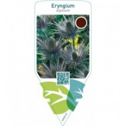 Eryngium alpinum