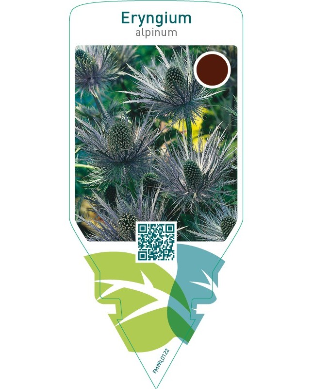 Eryngium alpinum