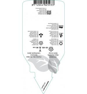 Etichette di Eryngium alpinum *