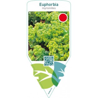 Euphorbia myrsinites