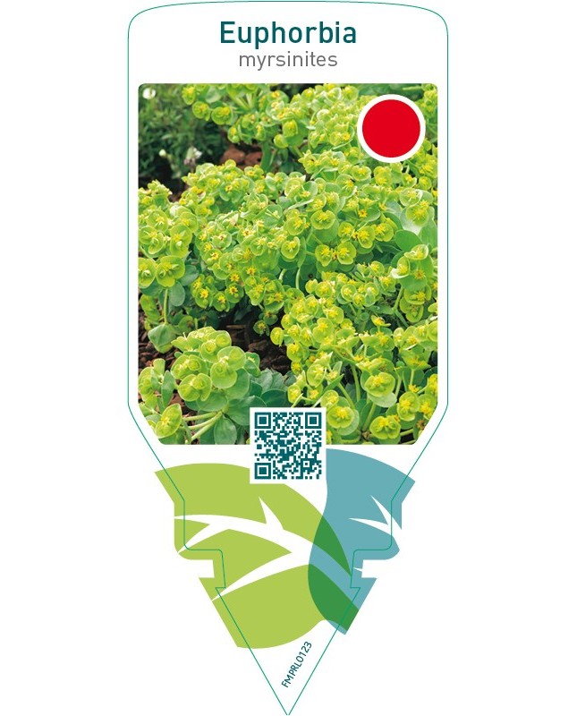 Euphorbia myrsinites