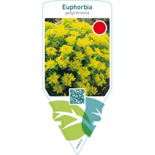 Euphorbia polychroma