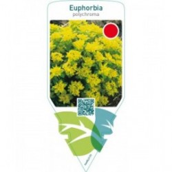Euphorbia polychroma