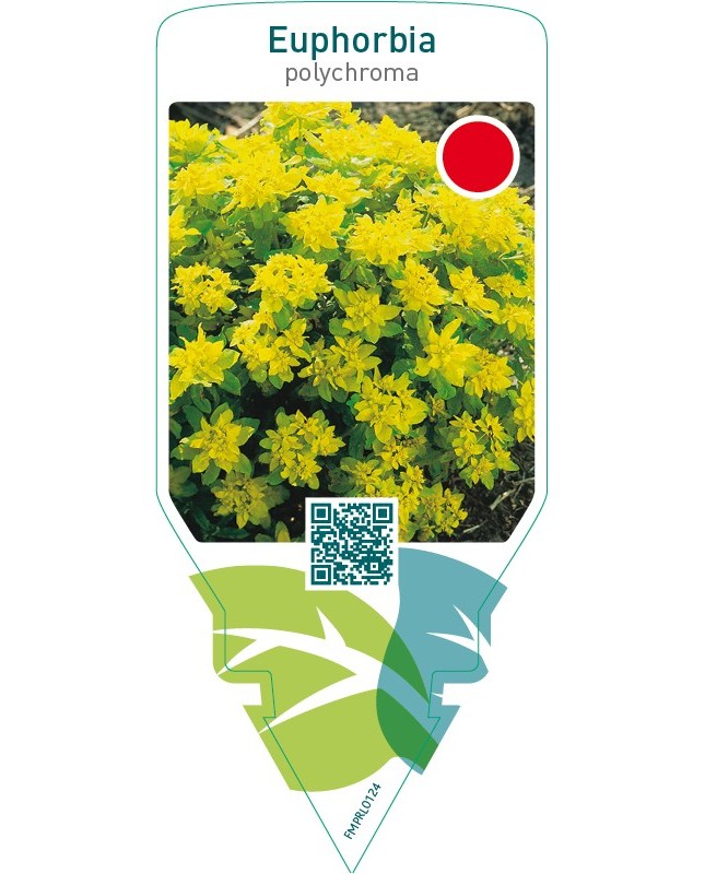Euphorbia polychroma