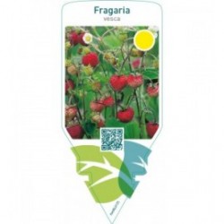 Fragaria vesca