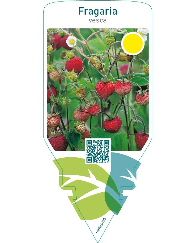 Fragaria vesca