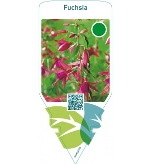 Fuchsia