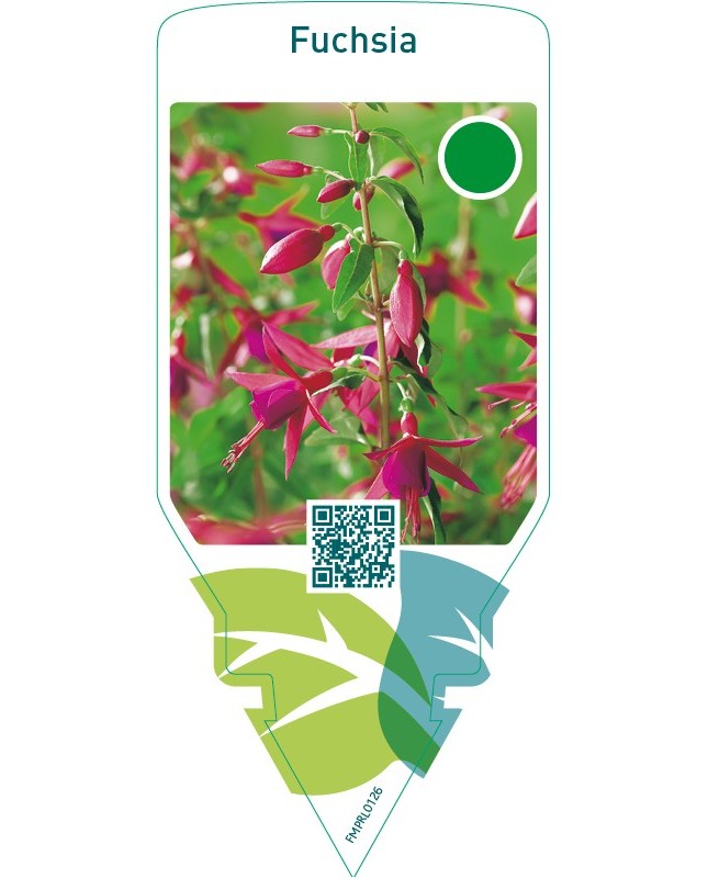 Fuchsia