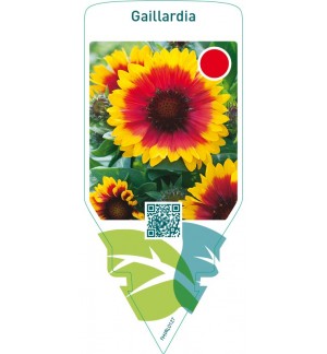 Gaillardia  yellow-red