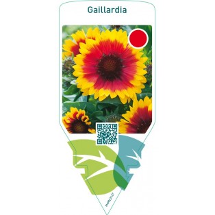 Gaillardia  yellow-red