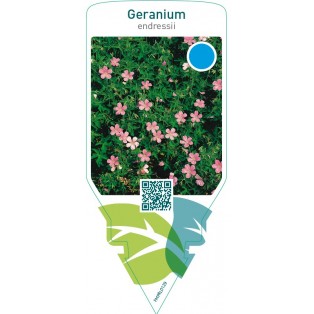 Geranium endressii