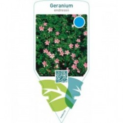 Geranium endressii