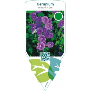 Geranium magnificum