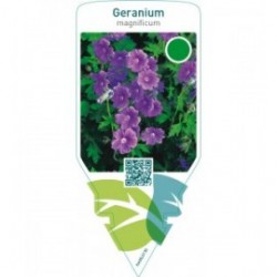 Geranium magnificum