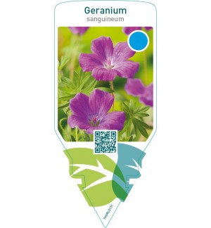Geranium sanguineum  purple