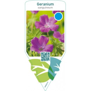 Geranium sanguineum  purple