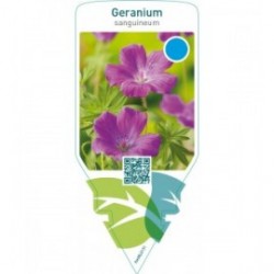 Geranium sanguineum  purple