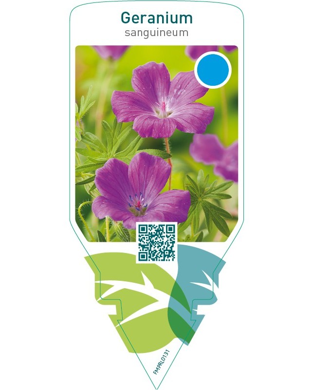 Geranium sanguineum  purple