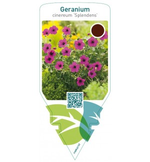 Geranium cinereum ‘Splendens’