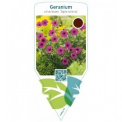 Geranium cinereum ‘Splendens’