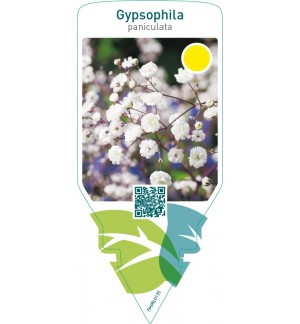 Gypsophila paniculata  white