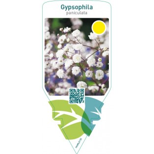 Gypsophila paniculata  white