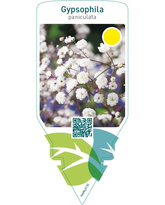 Gypsophila paniculata  white