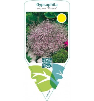 Gypsophila repens ‘Rosea’