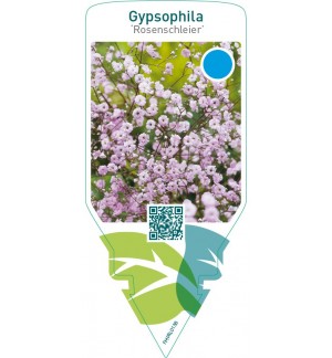 Gypsophila ‘Rosenschleier’
