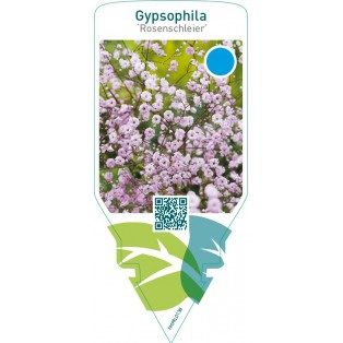 Gypsophila ‘Rosenschleier’