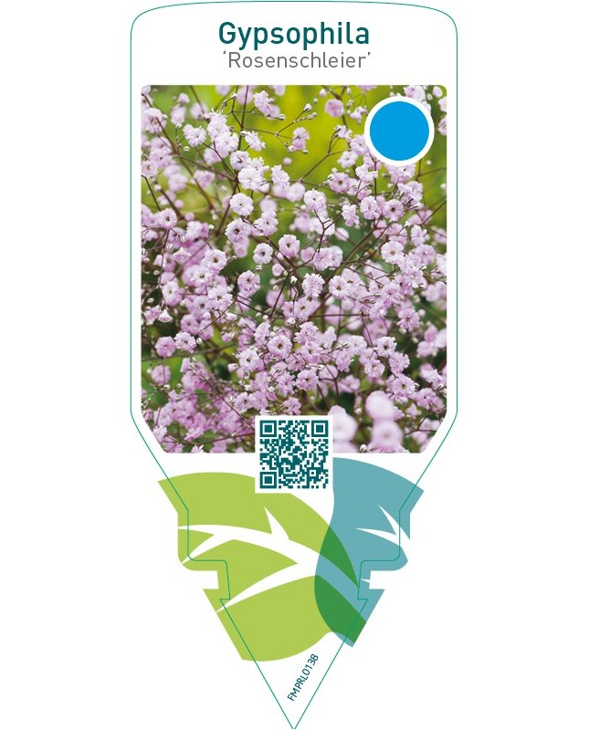 Gypsophila ‘Rosenschleier’