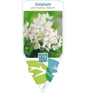 Solanum jasminoides ‘Album’