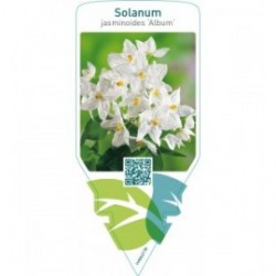 Solanum jasminoides ‘Album’