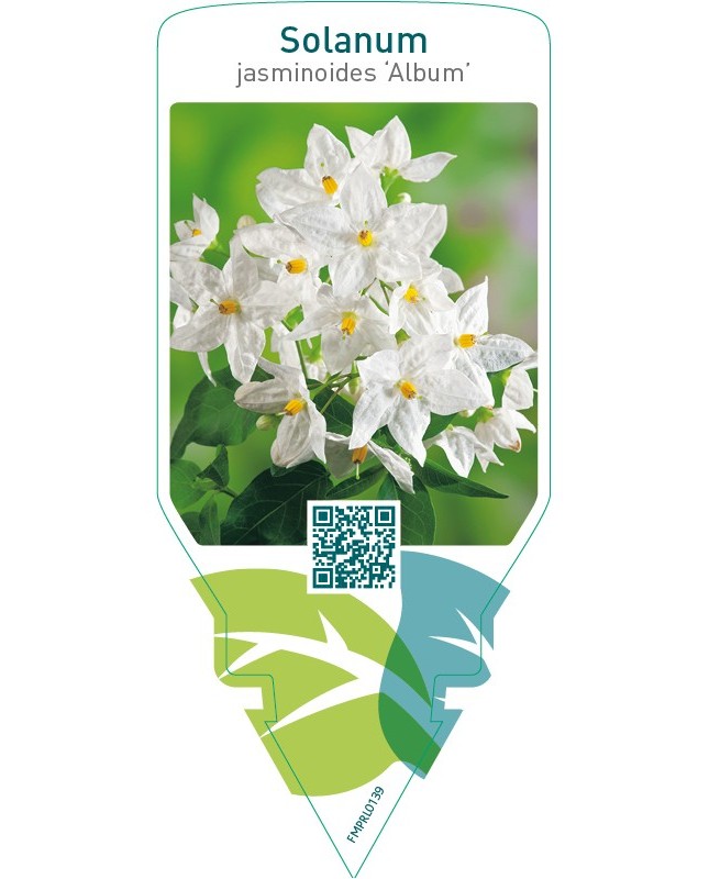 Solanum jasminoides ‘Album’