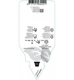 Etichette di Solanum jasminoidis ‘Album’ *