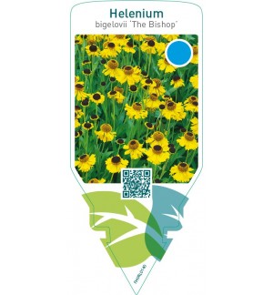 Helenium bigelovii ‘The Bishop’