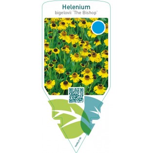 Helenium bigelovii ‘The Bishop’