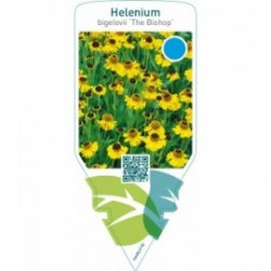 Helenium bigelovii ‘The Bishop’