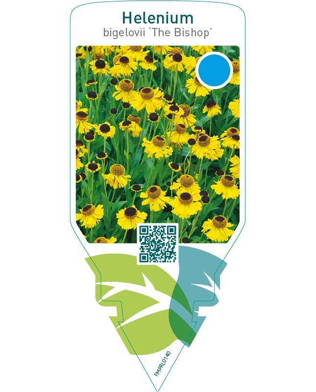 Helenium bigelovii ‘The Bishop’