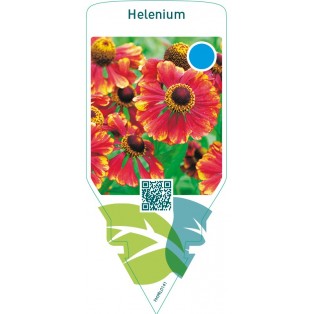 Helenium  orange-yellow