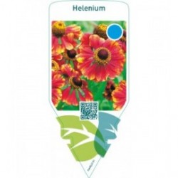 Helenium  orange-yellow