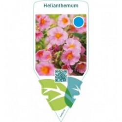 Helianthemum  pink