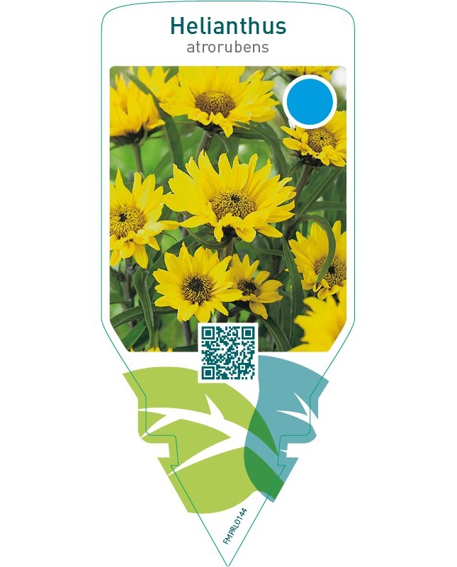 Helianthus atrorubens