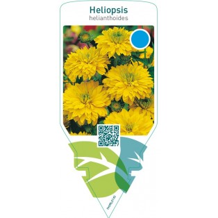 Heliopsis helianthoides  double